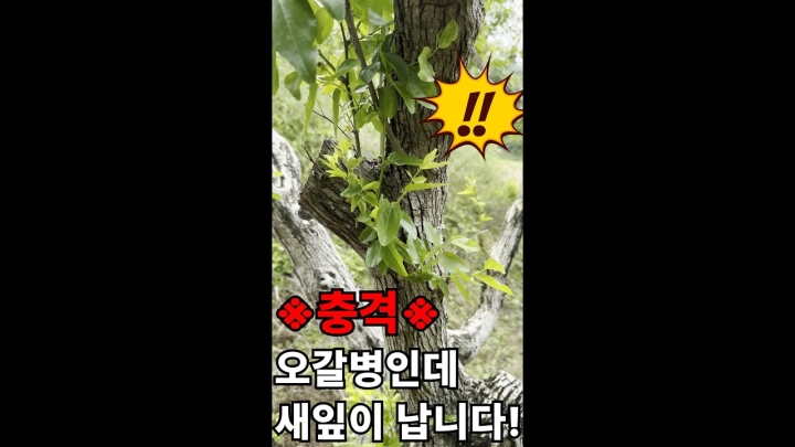 [대구 군위] 끝장난 줄 알았던 오갈병 걸린 대추나무의 반전