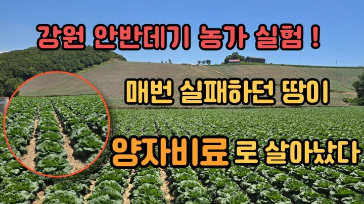 [강원 안반데기] 농민도 놀란 양자비료 효과
