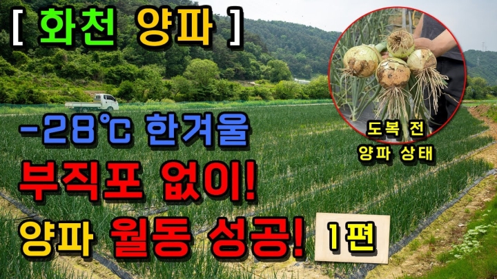 [강원 화천] 양파 부직포(보온터널) 없이 월동 대성공?! 양자비료의 힘(1편)