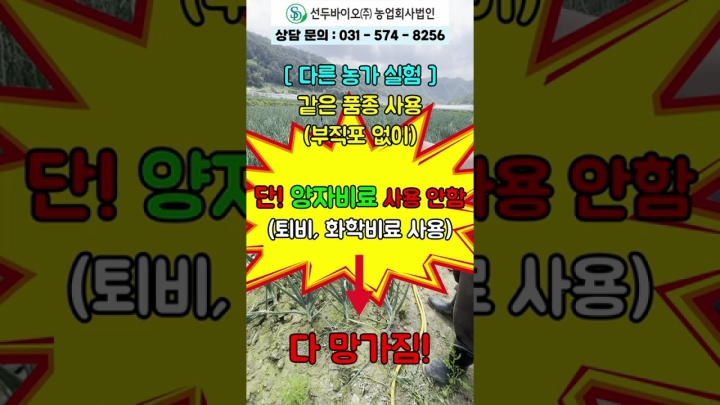 [강원 화천] 양파 부직포 없이 월동 성공! 멀칭 없이도 성공!(양자비료)