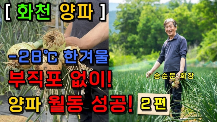 [강원 화천] 양파 부직포(보온터널) 없이 성공한 이유 2가지!(2편)